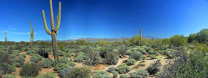 McDowell Mountain Regional Park, February 12, 2015